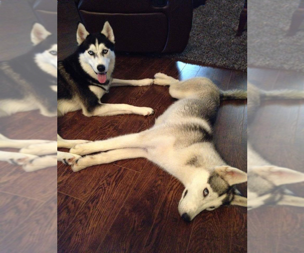 Medium Photo #1  Breeder Profile in FORNEY, TX, USA