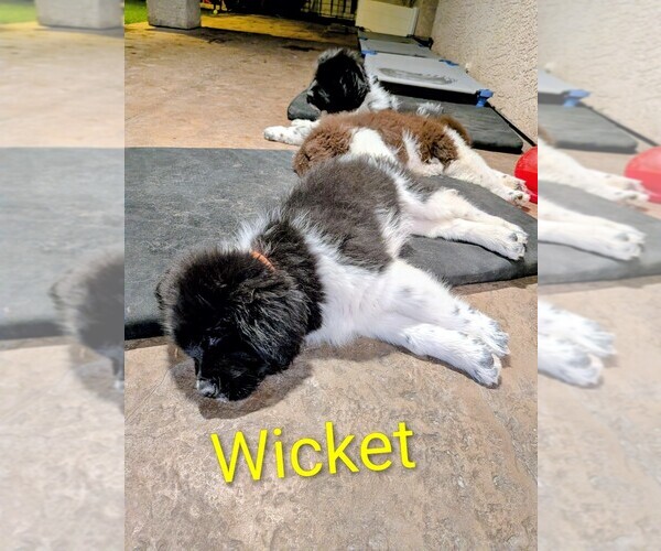 Medium Photo #20  Breeder Profile in LAS VEGAS, NV, USA