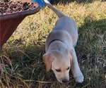 Small #21 Breeder Profile image