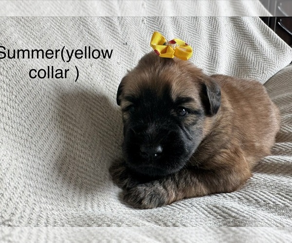 Medium Photo #7  Breeder Profile in PHOENIX, AZ, USA