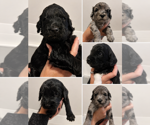 Medium Photo #1  Breeder Profile in BEND, OR, USA