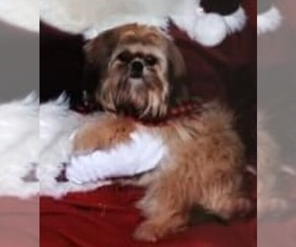 Medium Photo #14  Breeder Profile in WESLEY CHAPEL, FL, USA