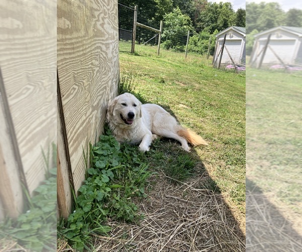 Medium Photo #9  Breeder Profile in LINDEN, VA, USA