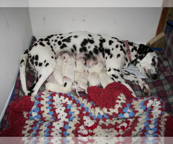 Medium Photo #1  Breeder Profile in MYRTLE BEACH, SC, USA