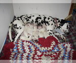 Small breeder photo