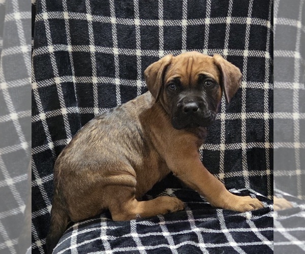 Medium Photo #14  Breeder Profile in MOUNT WASHINGTON, KY, USA