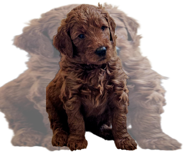 Medium Photo #1  Breeder Profile in WRAY, CO, USA