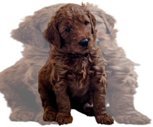 Goldendoodle Dog Breeder near WRAY, CO, USA