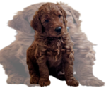 Small breeder photo