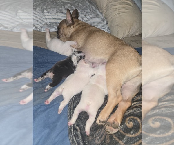Medium Photo #5  Breeder Profile in LEXINGTON, KY, USA