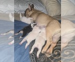 Small #4 Breeder Profile image