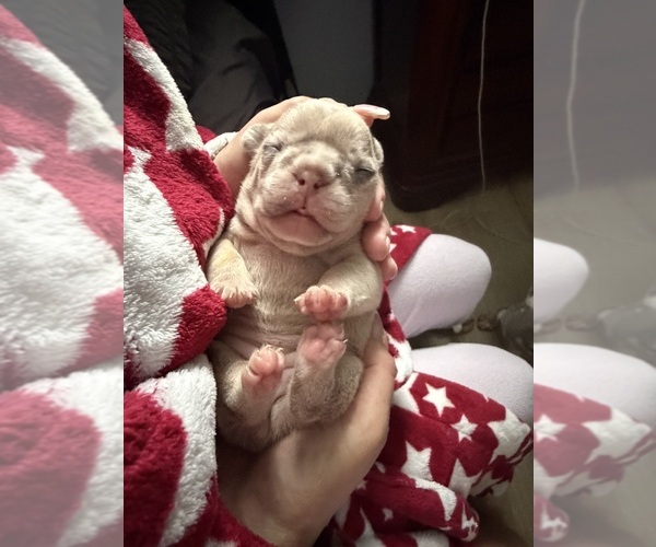 Medium Photo #10  Breeder Profile in GAHANNA, OH, USA
