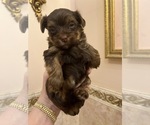 Small #2 Breeder Profile image