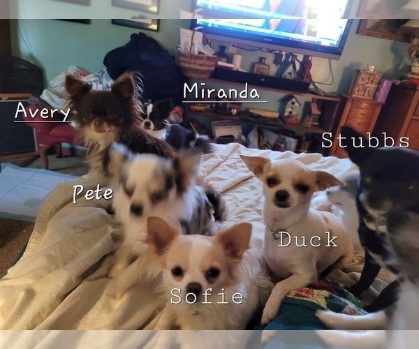 Medium Photo #1  Breeder Profile in OCALA, FL, USA