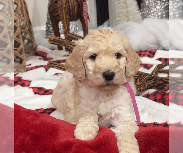 Medium Photo #1  Breeder Profile in ATLANTA, GA, USA