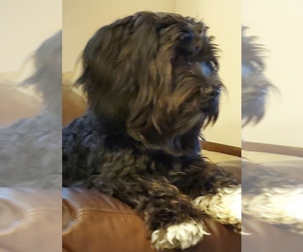 Medium Photo #1  Breeder Profile in DREXEL, MO, USA