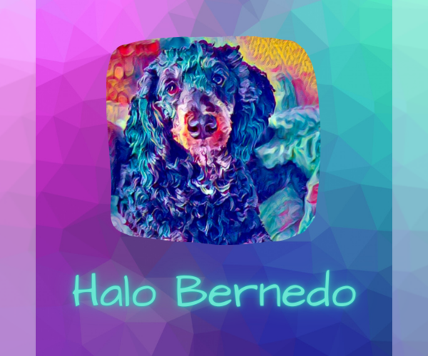 Medium Photo #1  Breeder Profile in GREENVILLE, SC, USA