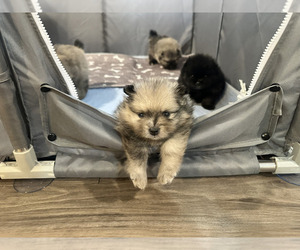 Pomeranian Dog Breeder near SPRINGFIELD, MO, USA