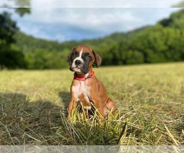 Medium Photo #1  Breeder Profile in PRESTONSBURG, KY, USA