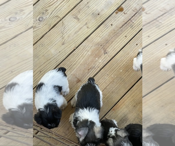 Medium Photo #3  Breeder Profile in WESTMINSTER, SC, USA