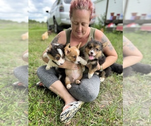 Pembroke Welsh Corgi Dog Breeder in OSTEEN,  USA