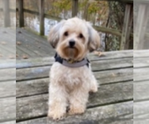 YorkiePoo-Yorkshire Terrier Mix Dog Breeder near BRUNSWICK, OH, USA