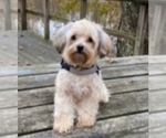 Small breeder photo