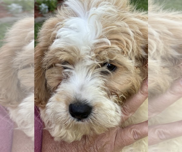 Medium Photo #4  Breeder Profile in NIANGUA, MO, USA