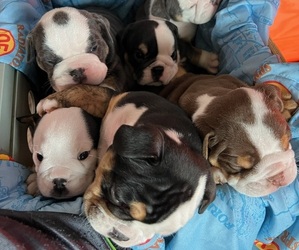 English Bulldog Dog Breeder near COLLINSVILLE, TX, USA