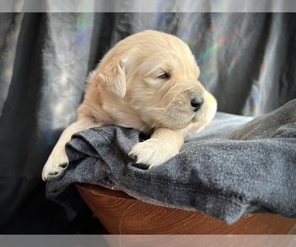 Medium Photo #11  Breeder Profile in ALPENA, MI, USA