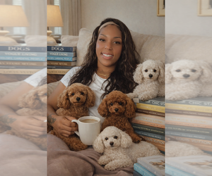 Poodle (Toy) Dog Breeder near OCOEE, FL, USA