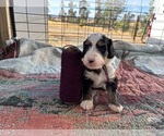 Small #2 Breeder Profile image