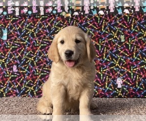 Golden Retriever Dog Breeder in CORONA,  USA