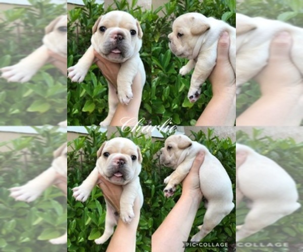 Medium Photo #1  Breeder Profile in OCALA, FL, USA