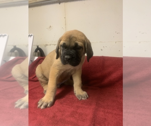 Medium Photo #2  Breeder Profile in PARKERS LAKE, KY, USA