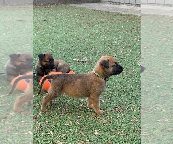 Medium Photo #10  Breeder Profile in DIXON, CA, USA