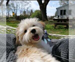 Havanese Dog Breeder near VANCOUVER, WA, USA