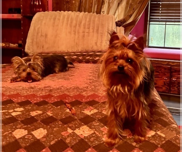 Medium Photo #14  Breeder Profile in BROOKHAVEN, MS, USA