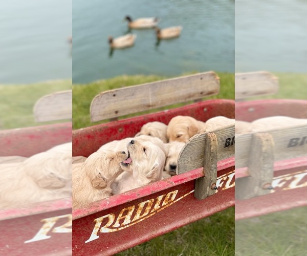 Medium Photo #1  Breeder Profile in HOWELL, MI, USA