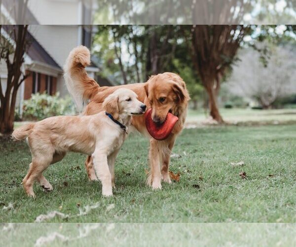 Medium Photo #3  Breeder Profile in SALISBURY, NC, USA