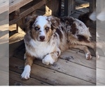 Small Photo #12  Breeder Profile in SANDY VALLEY, NV, USA
