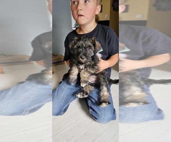 Medium Photo #2  Breeder Profile in DEMOTTE, IN, USA