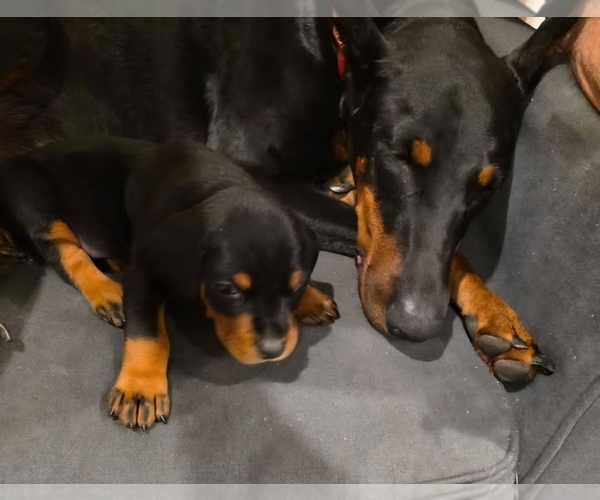 Medium Photo #23  Breeder Profile in NORTH SMITHFIELD, RI, USA