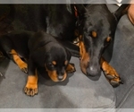 Small #22 Breeder Profile image