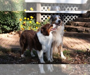 Australian Shepherd Dog Breeder near MACON, GA, USA