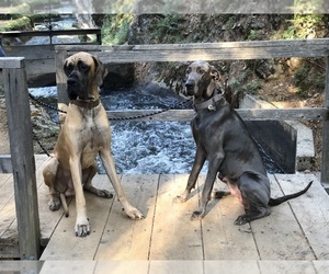 Great Dane Dog Breeder near TWAIN HARTE, CA, USA