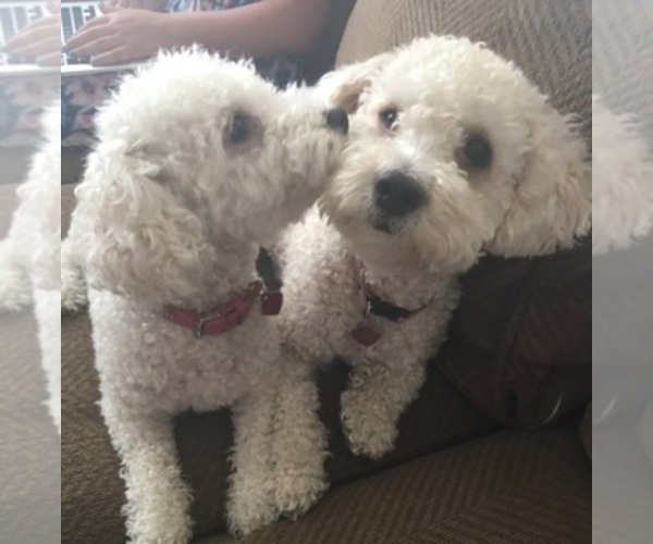 Medium Photo #1  Breeder Profile in CLOVIS, CA, USA