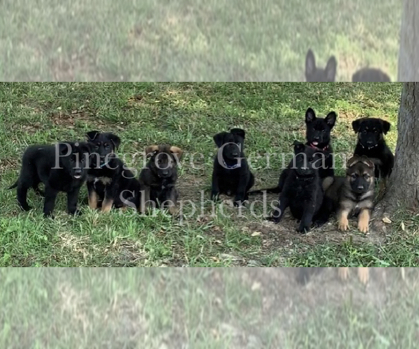 Medium Photo #1  Breeder Profile in UPLAND, IN, USA
