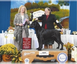 Cane Corso Dog Breeder near COLUMBIA, SC, USA