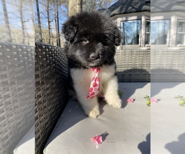 Medium Photo #94  Breeder Profile in MCDONOUGH, GA, USA